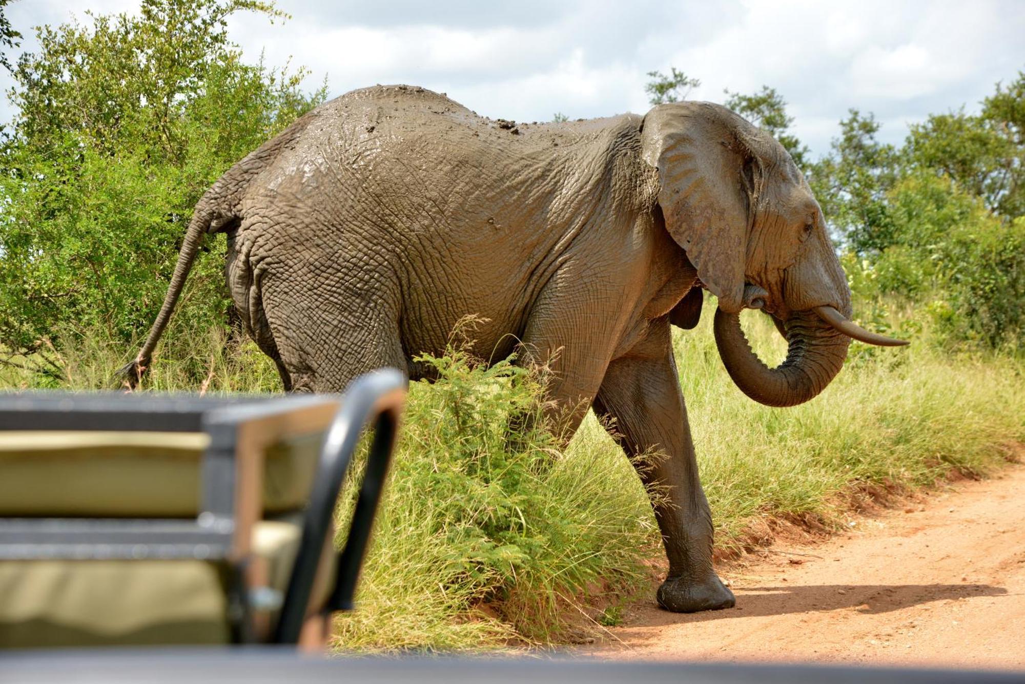 Kruger Safari Lodge Khu bảo tồn Khu bảo tồn Manyeleti Game Reserve Ngoại thất bức ảnh